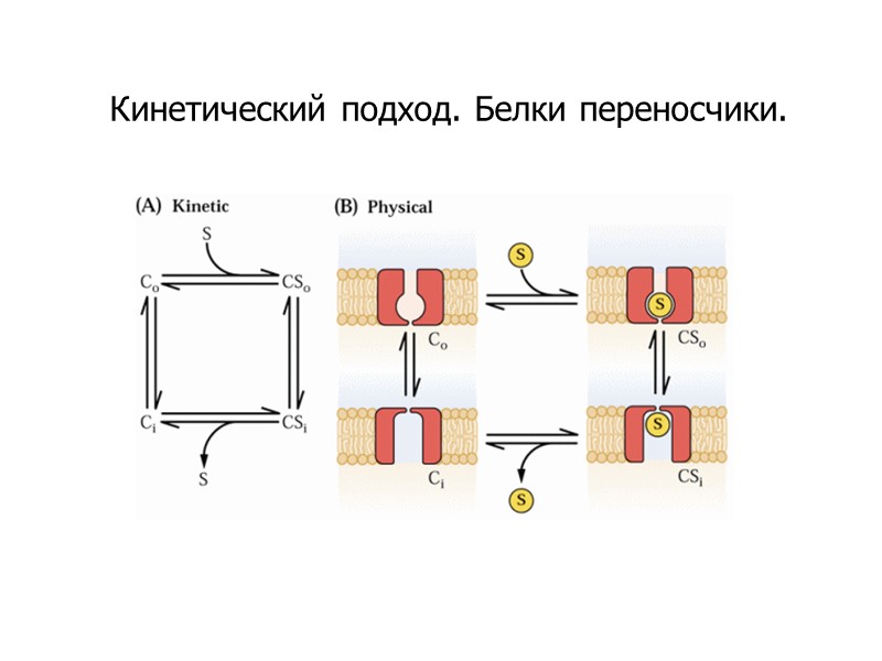 Кинетический подход. Белки переносчики.